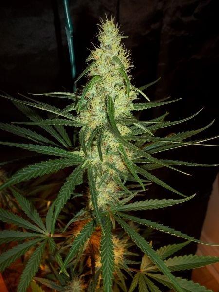 Pink Floyd Regular Cannabis Seeds