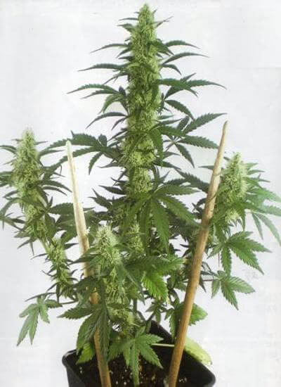 MayDay Autoflowering Feminized Marijuana Seeds