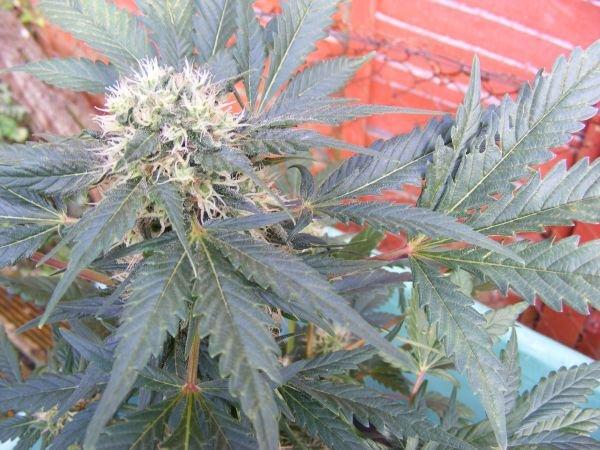 Ortega Regular Cannabis Seeds