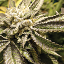 Canadian Kush Feminized Marijuana Seeds