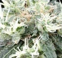 NL5 x Skunk Regular Cannabis Seeds