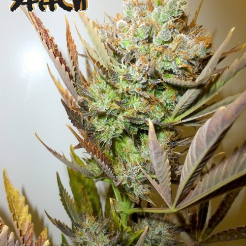 Ace Autoflowering Feminized Marijuana Seeds