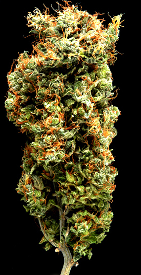 Afghani Mazar-I-Sharif Regular Cannabis Seeds
