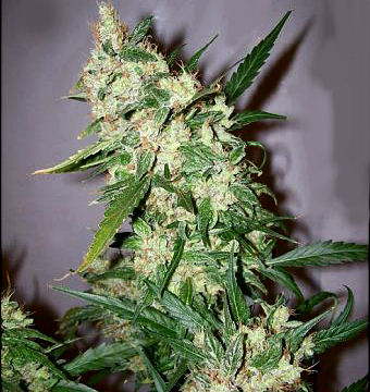 ASH Regular Cannabis Seeds (Afghan Skunk x Afghan Haze)