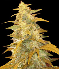 Afghan Kush Regular Cannabis Seeds