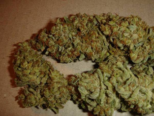 Aiea Regular Cannabis Seeds