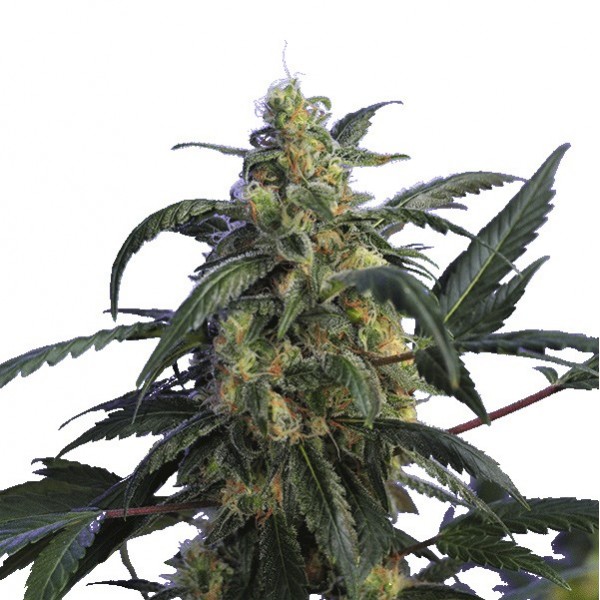 Alien Jack Motta Feminized Marijuana Seeds