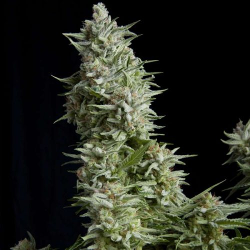 Alpujarrena Feminized Marijuana Seeds