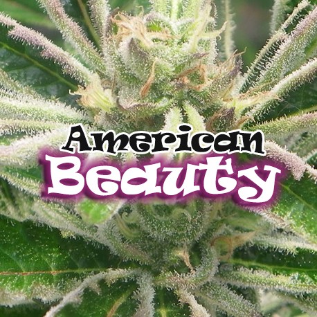 American Beauty Feminized Marijuana Seeds