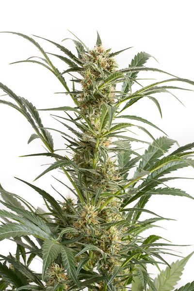 Amnesia XXL Autoflowering Feminized Marijuana Seeds