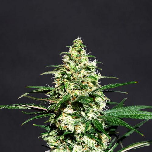 Amnesi-K Feminized Marijuana Seeds