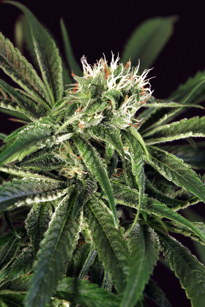 Amnesia #7 Feminized Marijuana Seeds