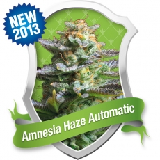 Amnesia Haze Automatic Feminized Marijuana Seeds