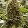 Amnesia Kush Feminized Marijuana Seeds