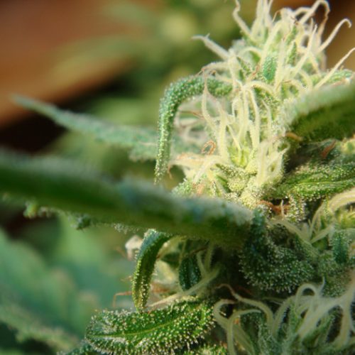 Angel's Breathe (Mango Haze x Afghan Haze) Regular Cannabis Seeds