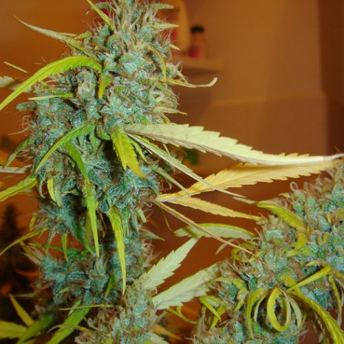 Angel Heart (Mango Haze x Afghan Skunk) Regular Cannabis Seeds
