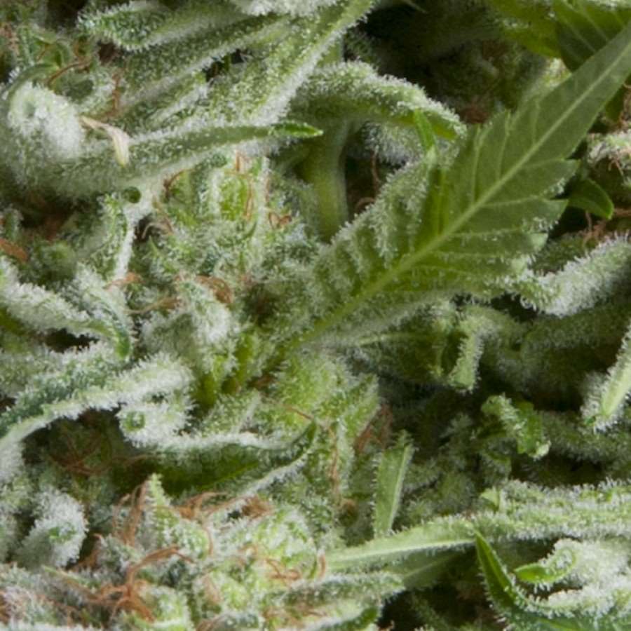 Auto Alpujarrena Feminized Marijuana Seeds