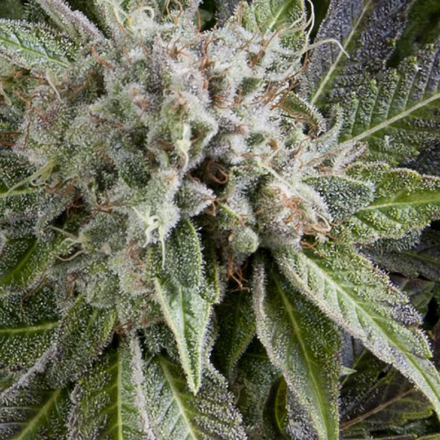 Auto Blue Pyramid Feminized Marijuana Seeds