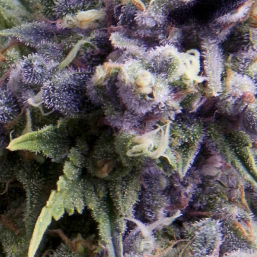 Auto Purple Feminized Marijuana Seeds