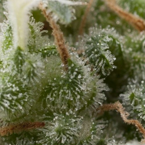 Auto Super Hash Feminized Marijuana Seeds