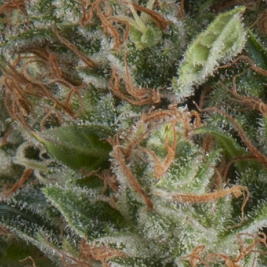 Auto Wembley Feminized Marijuana Seeds