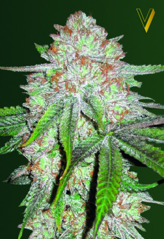 Auto Chocodope Feminized Marijuana Seeds