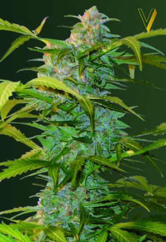 Auto Heaven Feminized Marijuana Seeds
