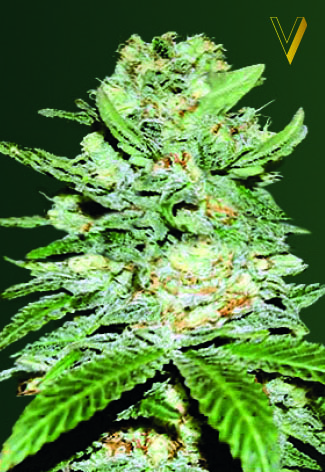 Auto Jack Hammer Feminized Marijuana Seeds