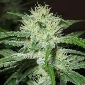 Auto Speed Bud Feminized Marijuana Seeds