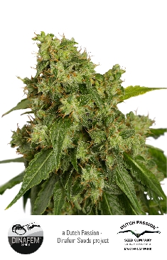 Auto Xtreme Feminized Marijuana Seeds
