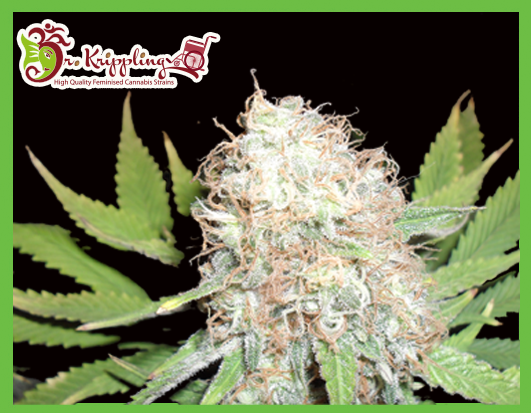 Bud Bud Bling Tingz Feminized Marijuana Seeds