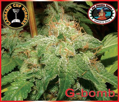 G-Bomb Feminized Marijuana Seeds