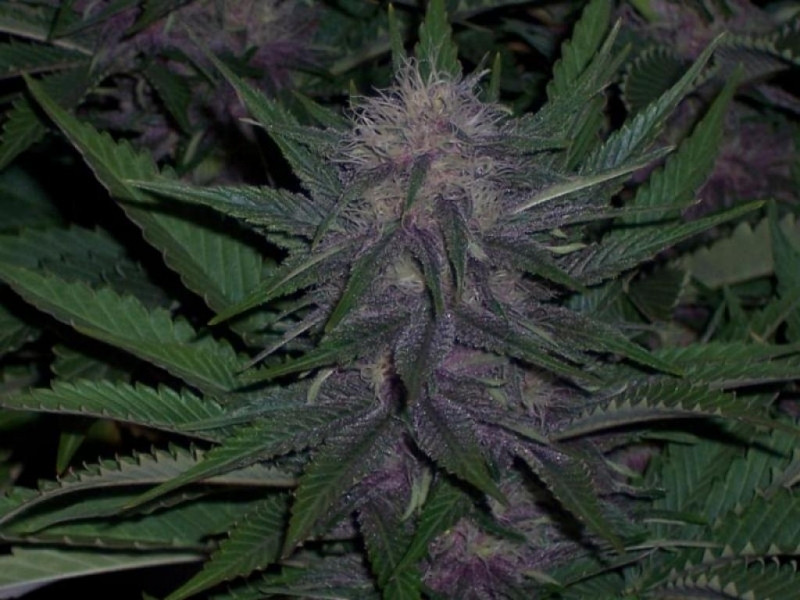 BC Blueberry Feminized Marijuana Seeds
