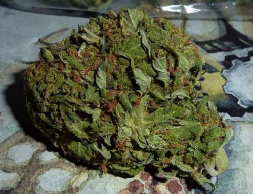 BC Pinewarp Feminized Marijuana Seeds