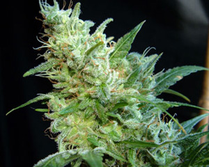 BCN Diesel Feminized Marijuana Seeds