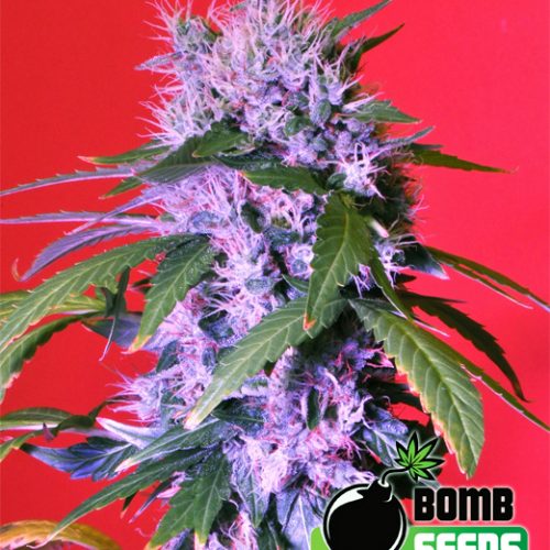 Berry Bomb Auto Feminized Marijuana Seeds