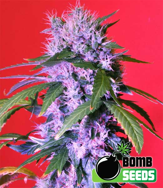 Berry Bomb Feminized Marijuana Seeds
