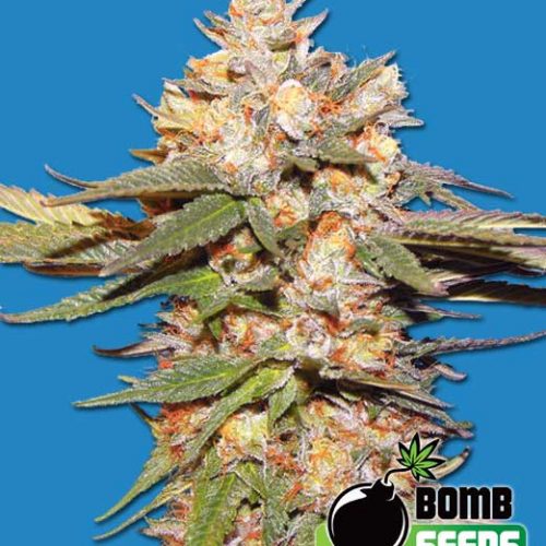 Big Bomb Auto Feminized Marijuana Seeds