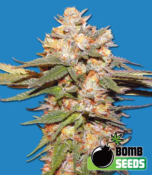 Big Bomb Auto Feminized Marijuana Seeds
