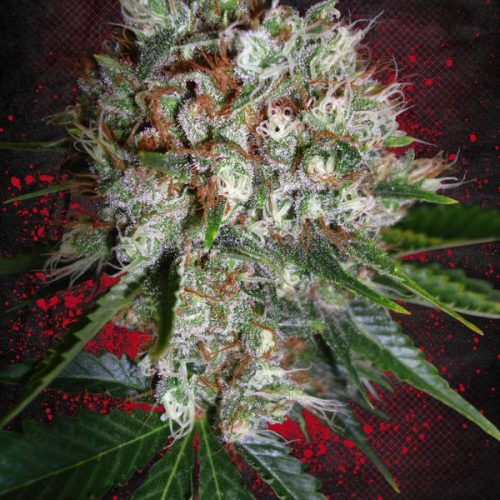 Big Bud XXL Feminized Marijuana Seeds