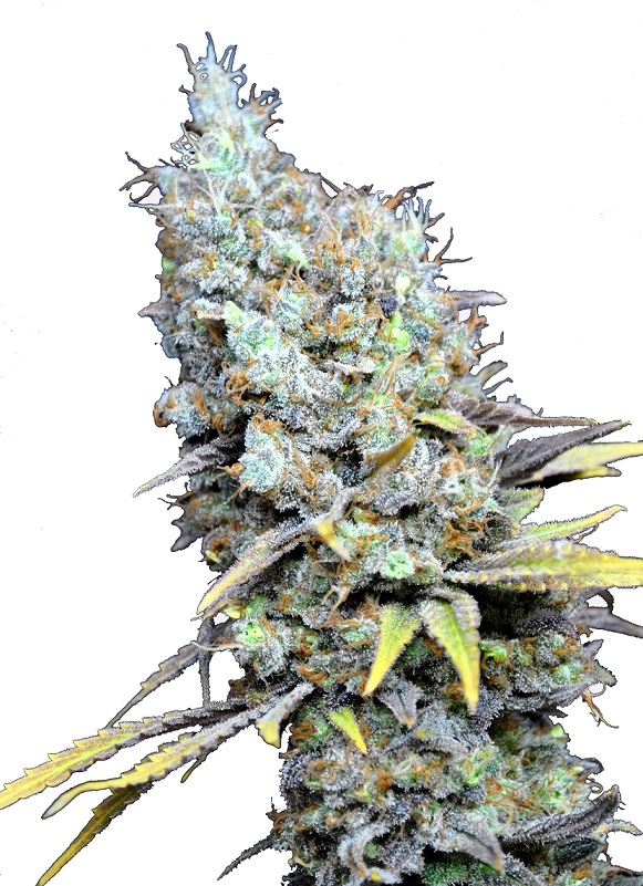 CBD Big Bud Super Skunk Feminized Marijuana Seeds