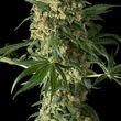 Big Kush Feminized Marijuana Seeds