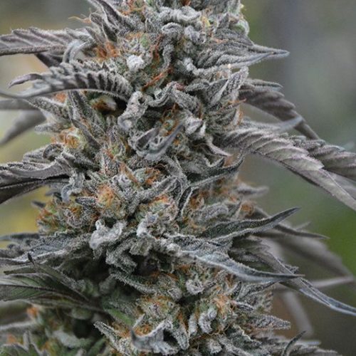 Black D.O.G. Feminized Marijuana Seeds