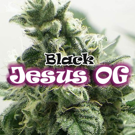 Black Jesus OG Feminized Marijuana Seeds