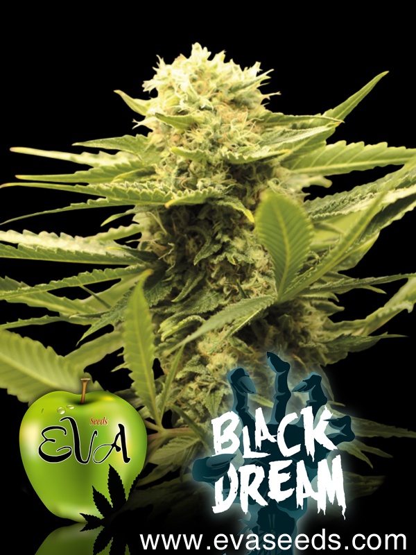 Black Dream Feminized Marijuana Seeds
