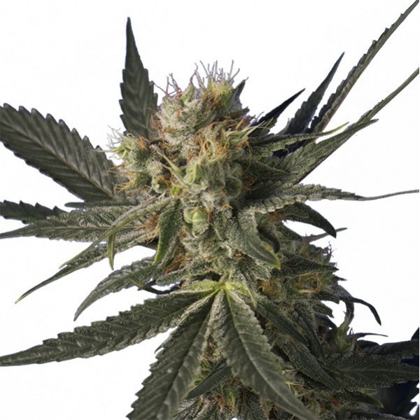 Blue Monster Holk Feminized Marijuana Seeds