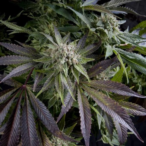 Blue Pyramid Feminized Marijuana Seeds