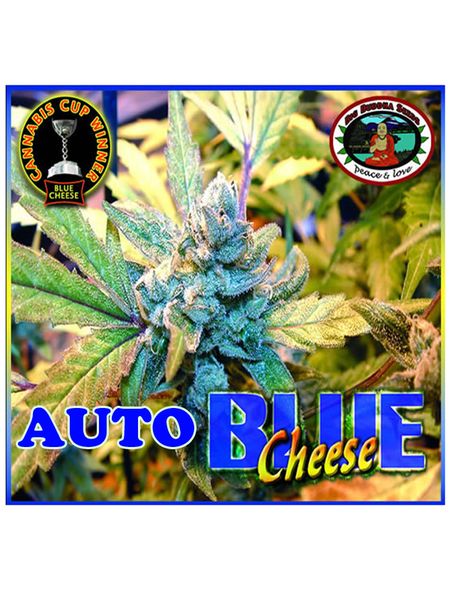 Blue Cheese Auto Feminized Marijuana Seeds