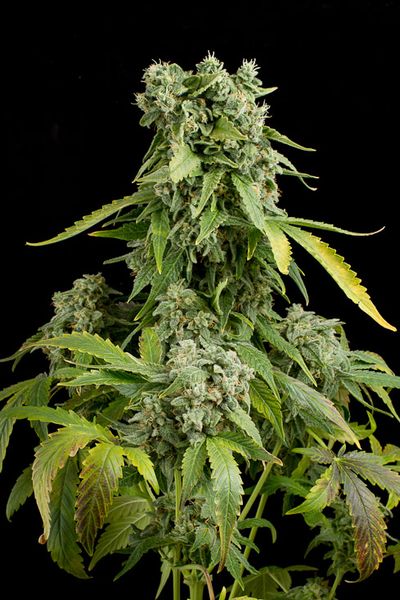 Blue Cheese Autoflowering Feminized Marijuana Seeds