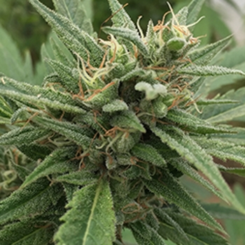 Blueberry Headband Auto Feminized Marijuana Seeds